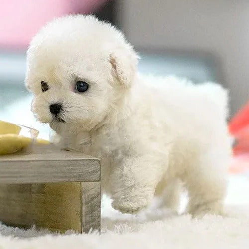 Walking Plush Puppy with Touch Sensors and Realistic Barking Sounds