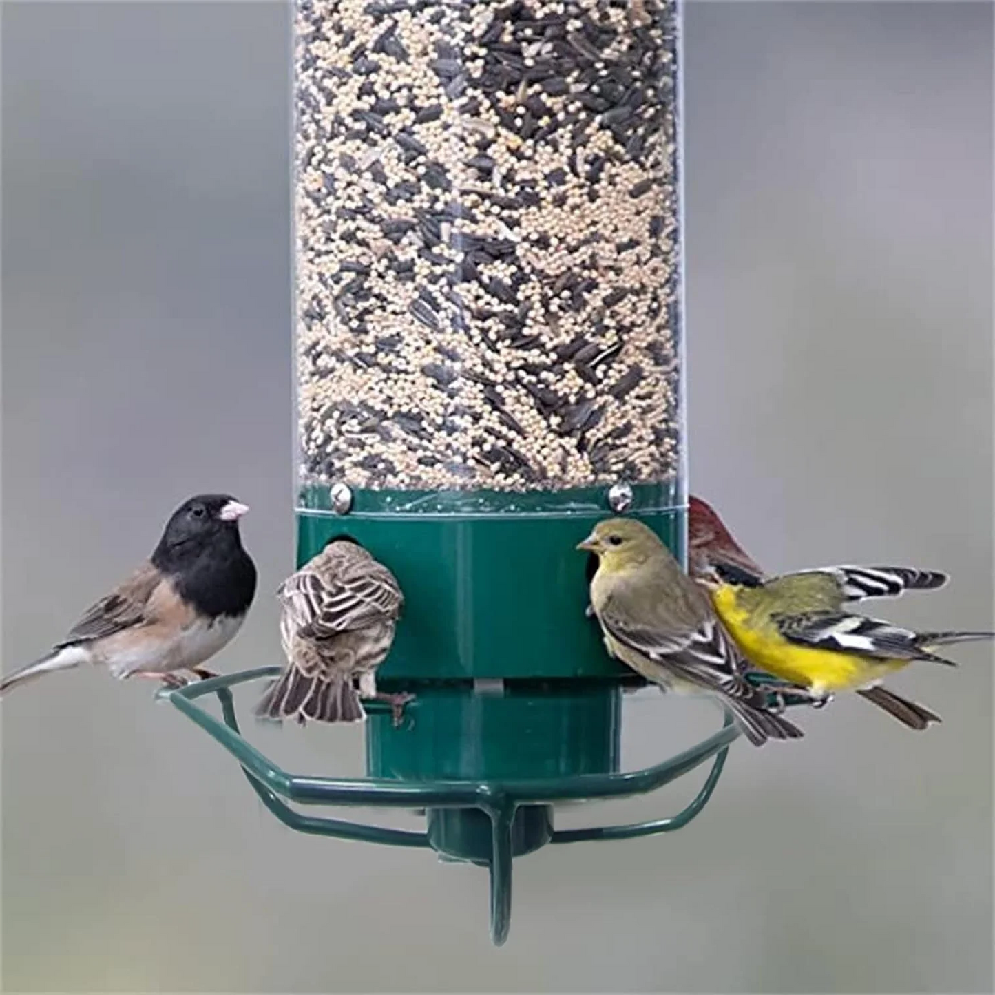 Rotating Perch Bird Feeder with Spinning Weight-Activated Gate and 5lb Capacity